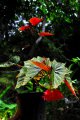 BEGONIA. Begoniaceae. 0,3-0.5m